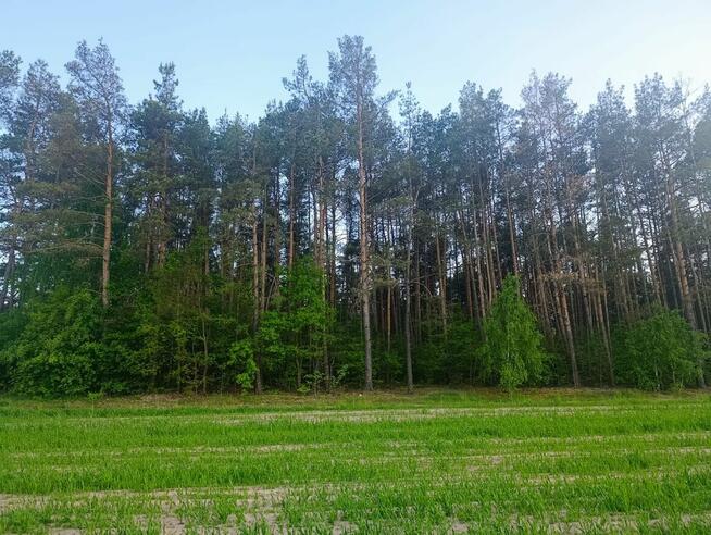 Sprzedam grunty leśne