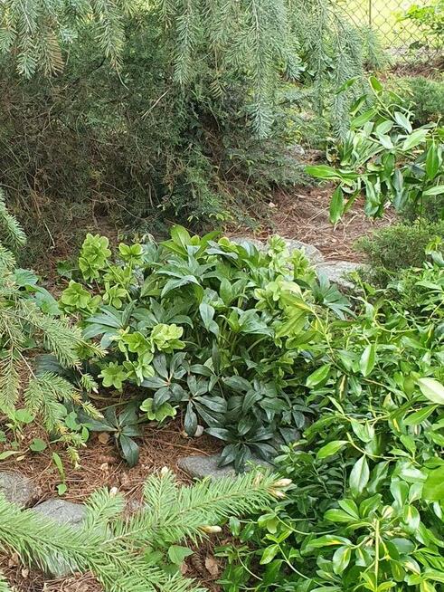 sprzedam prawo do uzytkowania atrakcyjnej działki ROD Poznań