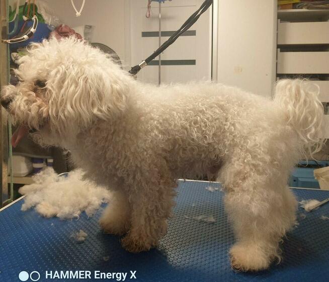 SLOW GROOMER Strzyżenie i trymowanie piesków