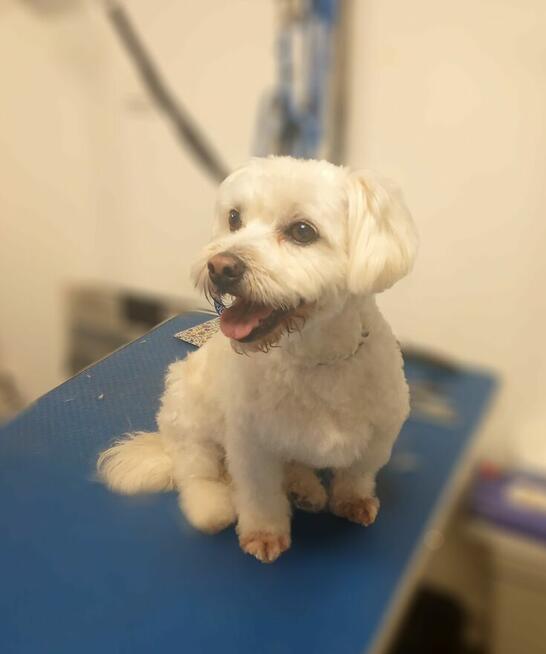 SLOW GROOMER Strzyżenie i trymowanie piesków