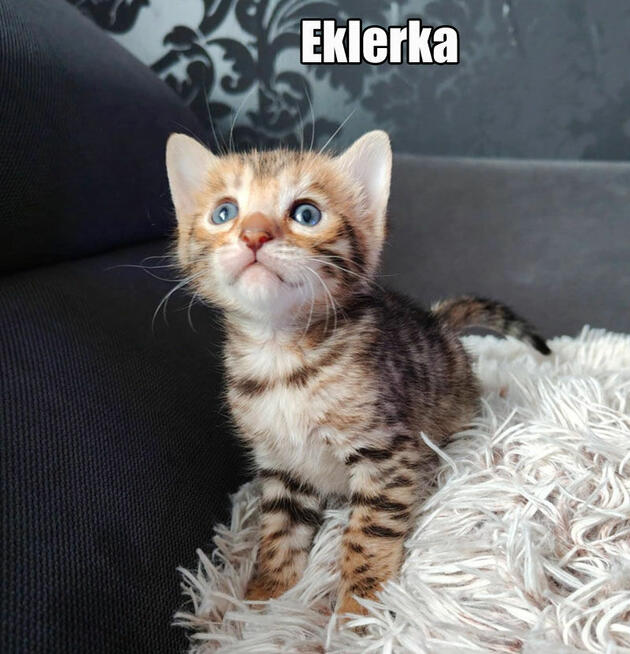 Kocięta bengalskie z rodowodem