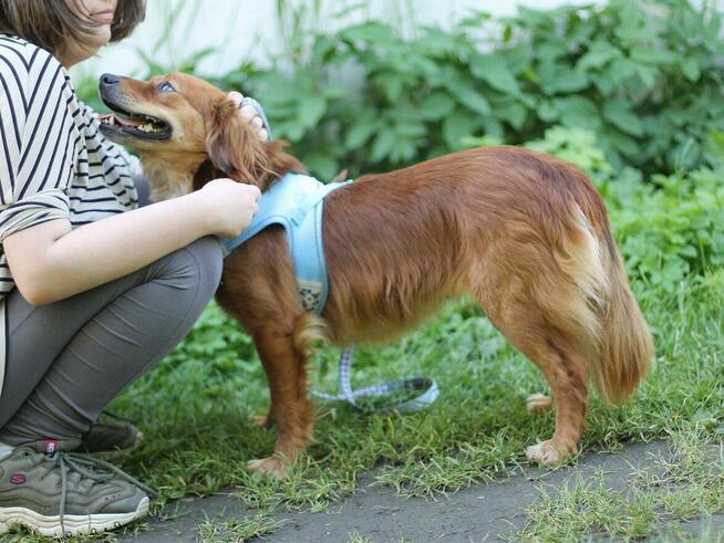 Piękna Zuzia do adopcji.