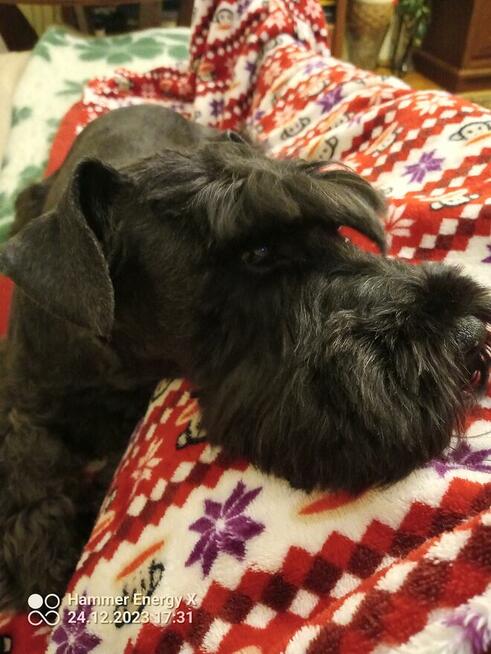 SLOW GROOMER Strzyżenie i trymowanie piesków