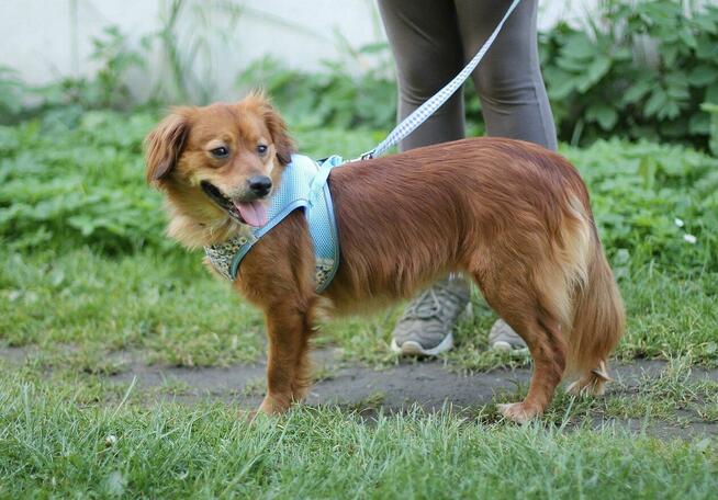 Piękna Zuzia do adopcji.