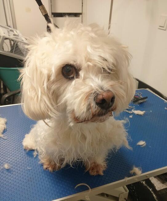 SLOW GROOMER Strzyżenie i trymowanie piesków