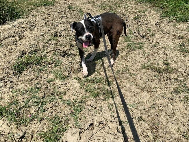 Młoda suczka Pitbull do adopcji