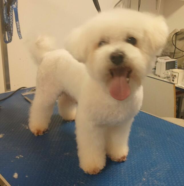 SLOW GROOMER Strzyżenie i trymowanie piesków