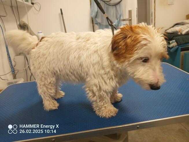 SLOW GROOMER Strzyżenie i trymowanie piesków