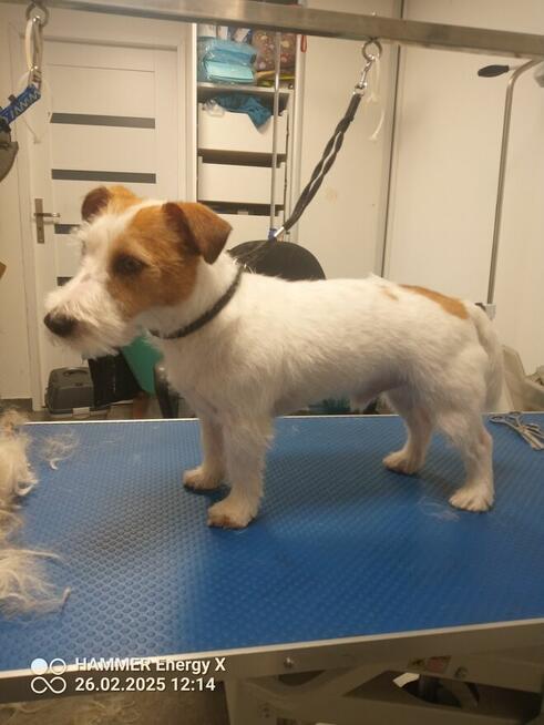 SLOW GROOMER Strzyżenie i trymowanie piesków