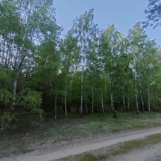 Sprzedam grunty leśne