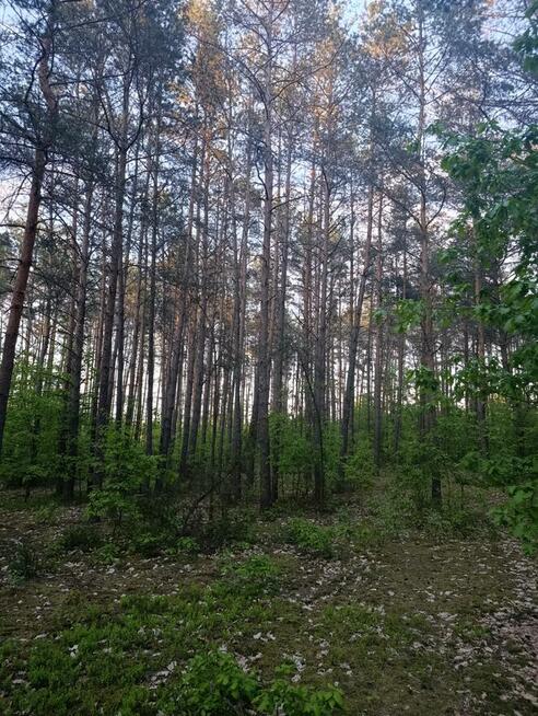 Sprzedam grunty leśne