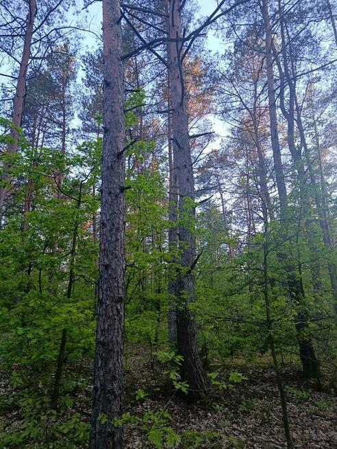 Sprzedam grunty leśne