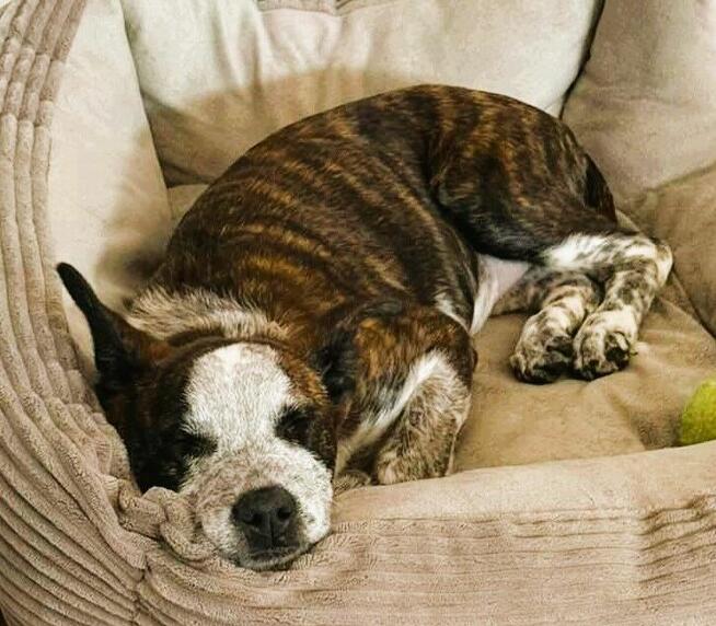 XENIA - 6 kg sunia ma kilka dni na znalezienie domu, PILNE