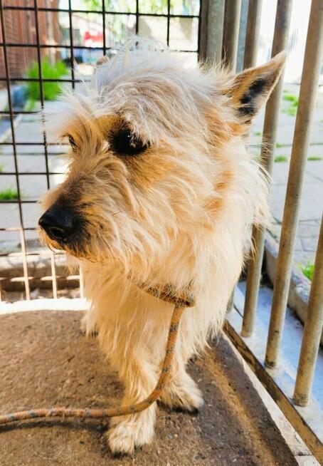 FIKUŚ - mały, delikatny psiak w schronisku, ADOPTUJ