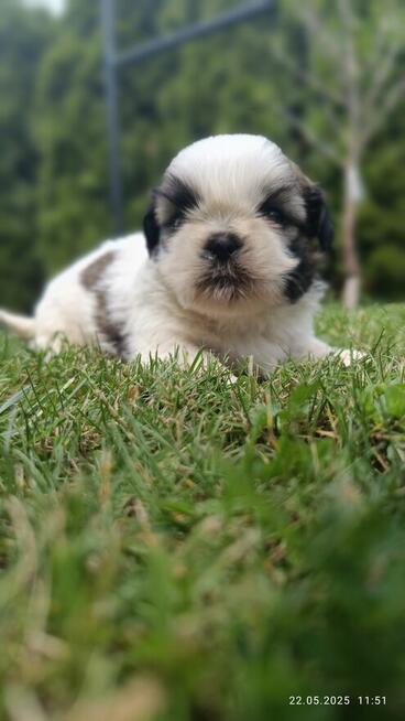 Shit tzu
