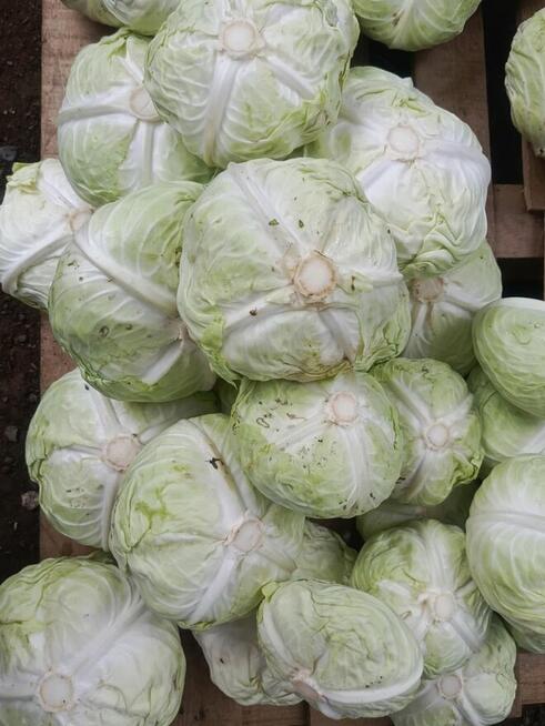 Organiczna świeża kapusta warzywna