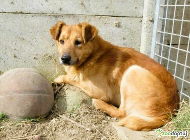 GREG - przerażone psie dziecko, szuka domu PILNE