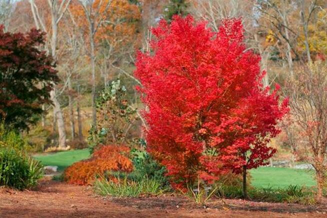 Klon palmowy do małych ogrodów – zjawiskowa barwa i forma