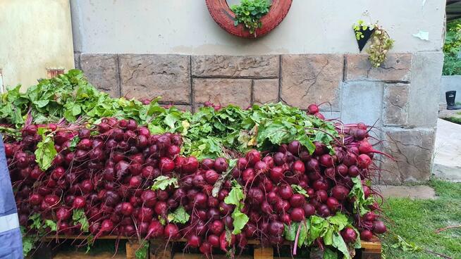 Wysokiej jakości świeże buraki