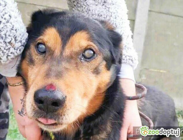 SIMON - skrajnie zaniedbany, niewidomy seniorek szuka domu