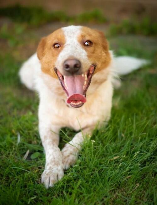 BORYSEK - psiak idealny szuka domu