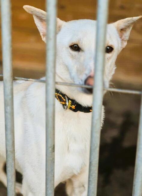 AGUŚ - piękny psiak szuka dobrego domu