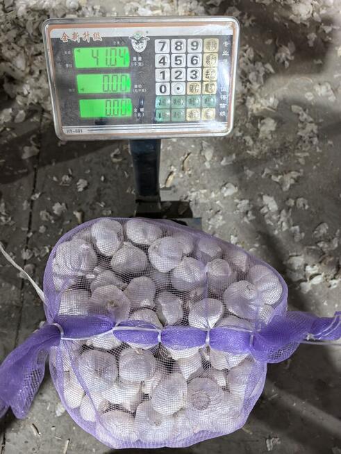 Organiczny świeży czysty biały czosnek w hurtowych ilościach