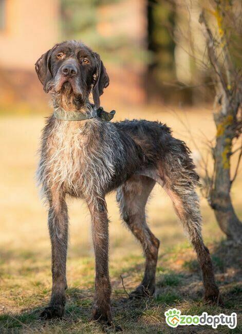 FRED - piękny wyżeł niemiecki szuka domu