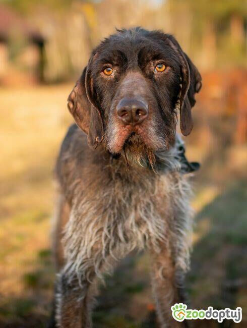 FRED - piękny wyżeł niemiecki szuka domu