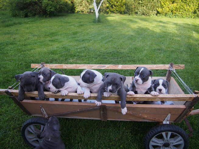 Amstaffy