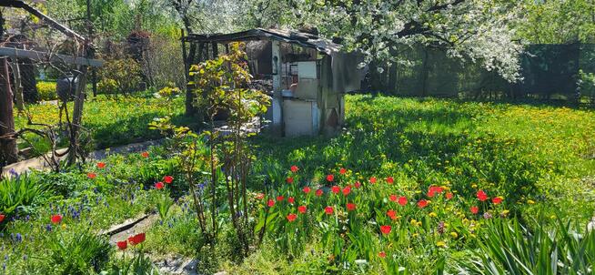 Ogródek (działka rekreacyjna)-Sprzedam