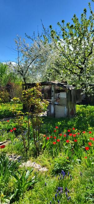 Ogródek (działka rekreacyjna)-Sprzedam