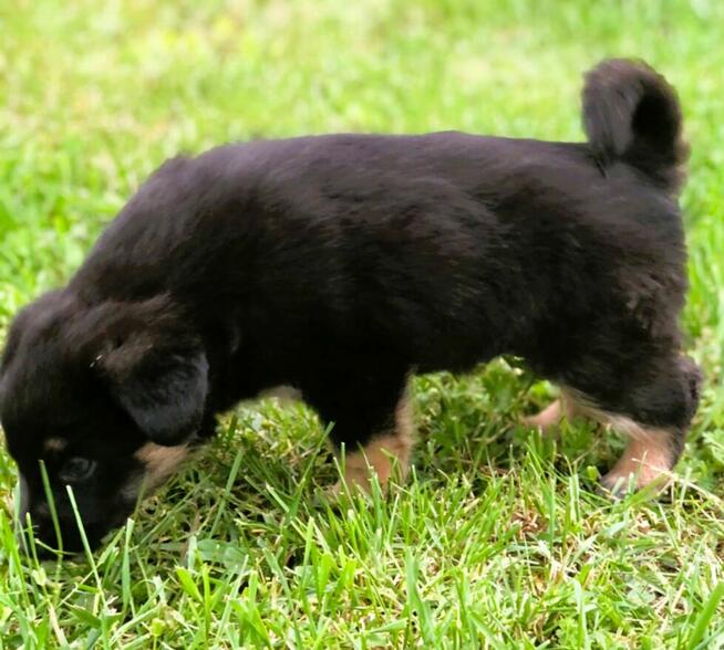 PIXEL - super szczeniak szuka najlepszego domu