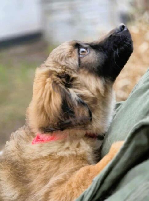 BURSZTYNEK - psie dziecko szuka super domu