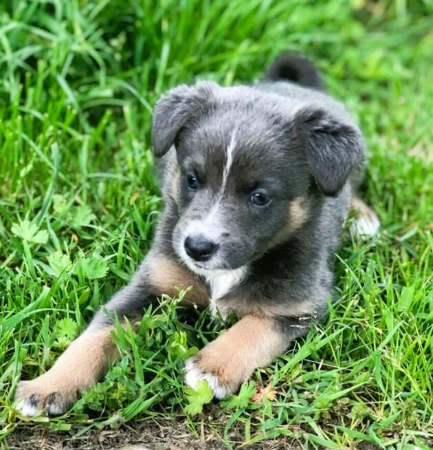 ROSI - super szczeniaczka szuka domu