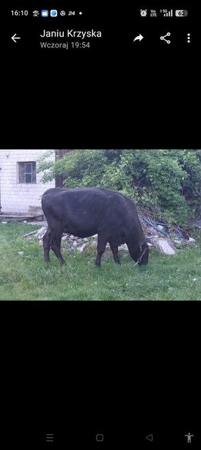 Sprzedam jałówkę na wycieleniu