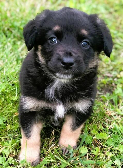 PIXEL - super szczeniak szuka najlepszego domu