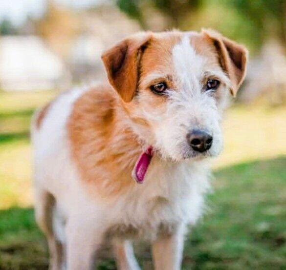 CYKUŚ - piękny terrier szuka mądrego domu