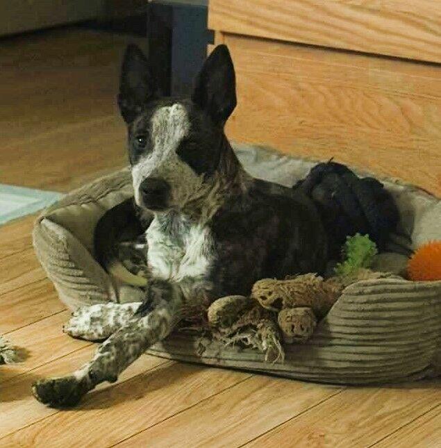 XENIA - 6 kg sunia ma kilka dni na znalezienie domu, PILNE