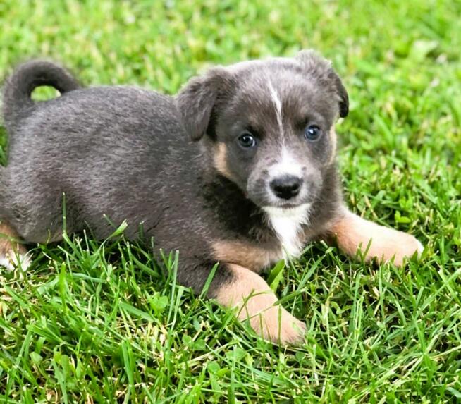 ROSI - super szczeniaczka szuka domu