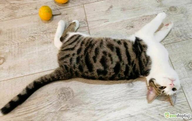 ŁATKA I BUREK - dwa kociaki szukają domów