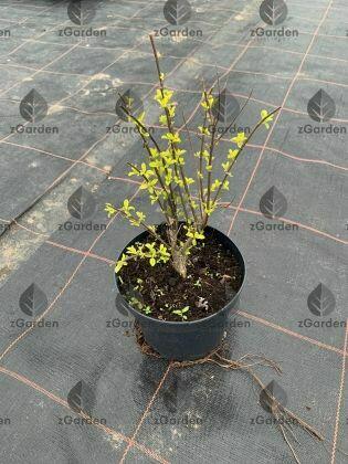 Barbula ‘Summer Sorbet’ – ozdoba rabat i ogrodów skalnych