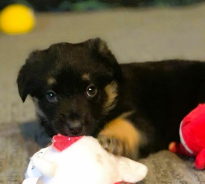 PIXEL - super szczeniak szuka najlepszego domu