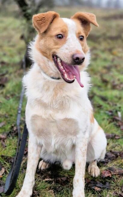 BORYSEK - psiak idealny szuka domu