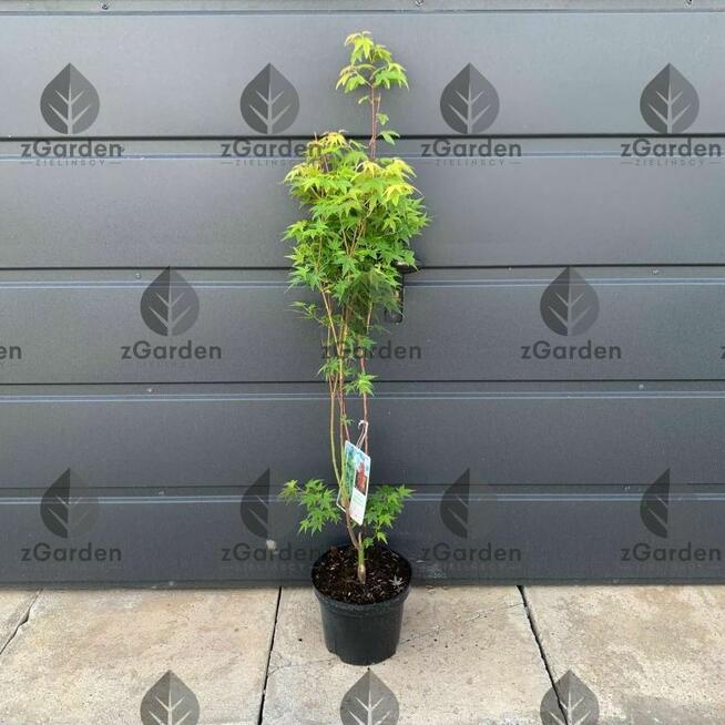 Klon palmowy do małych ogrodów – zjawiskowa barwa i forma