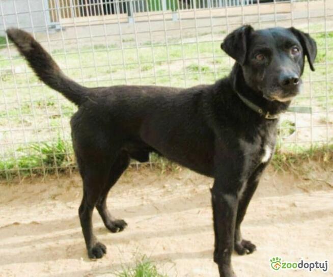 GRZEŚ - delikatny psiak PILNIE szuka domu