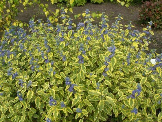 Barbula ‘Summer Sorbet’ – ozdoba rabat i ogrodów skalnych