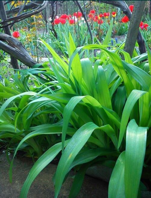 Ogródek (działka rekreacyjna)-Sprzedam