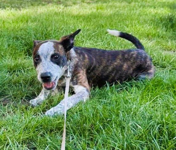 XENIA - 6 kg sunia ma kilka dni na znalezienie domu, PILNE