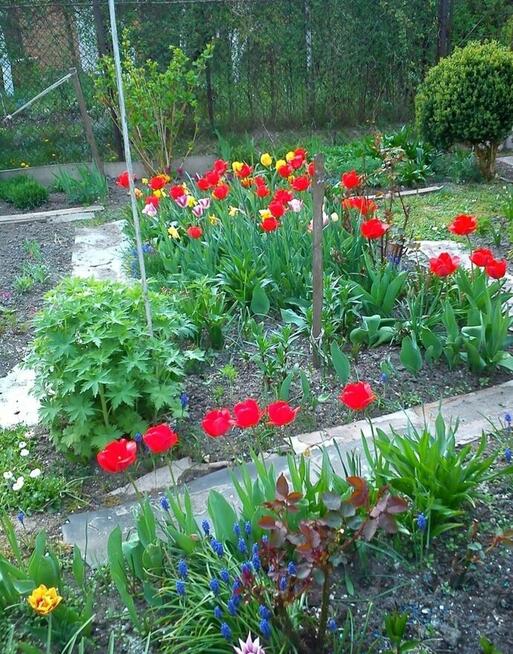 Ogródek (działka rekreacyjna)-Sprzedam